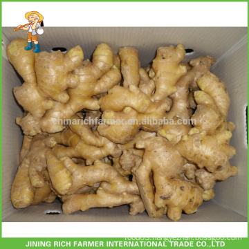 Latest Price of Fresh Ginger Chinese Ginger For Importer